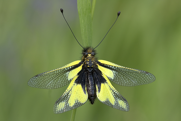 Libelloides Coccajus 1.oo