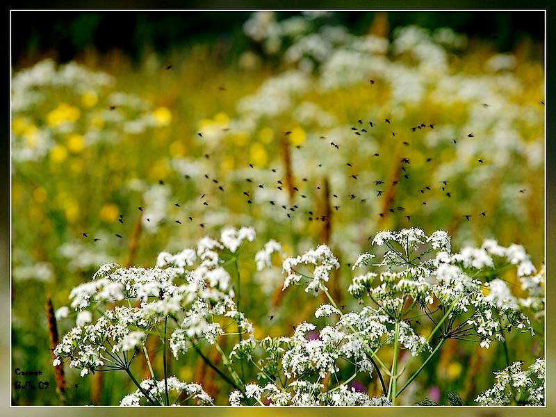 Il valzer del moscerino