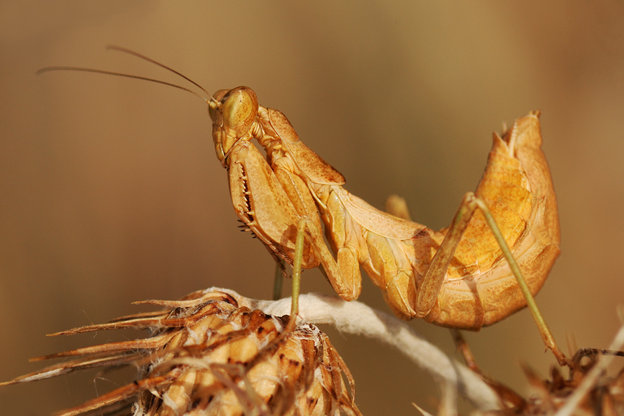 una preghiera per te
