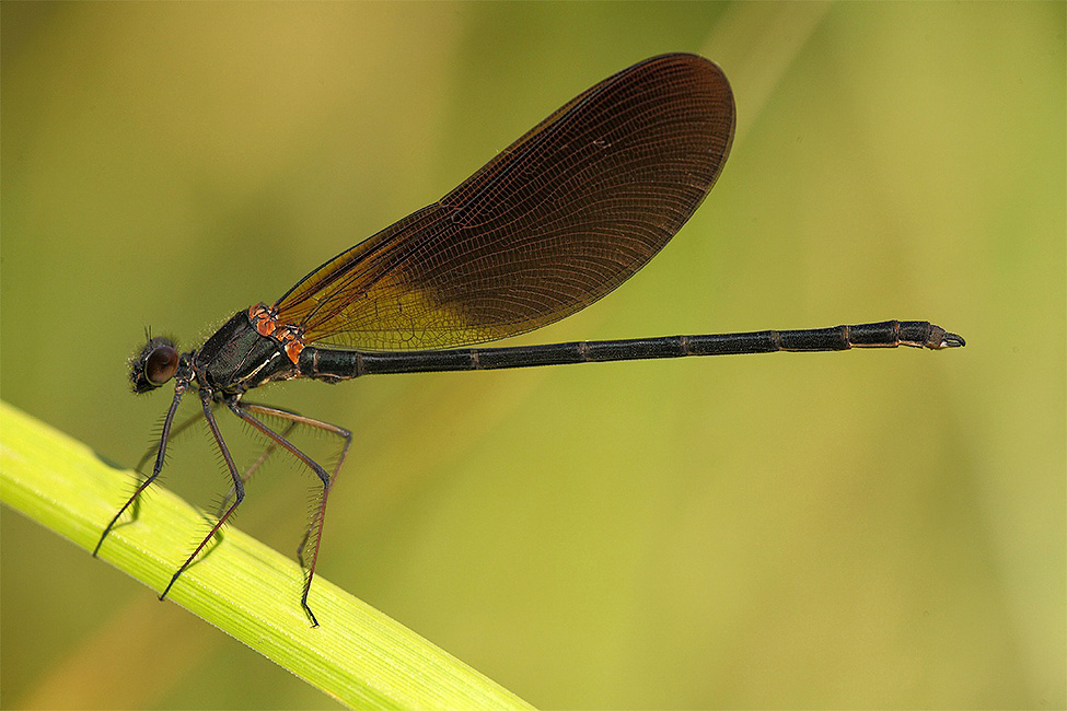 ...L'amica Della Dama...!!!