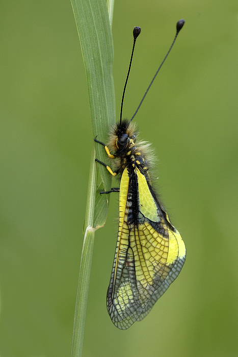 Libelloides Coccajus 1.o1