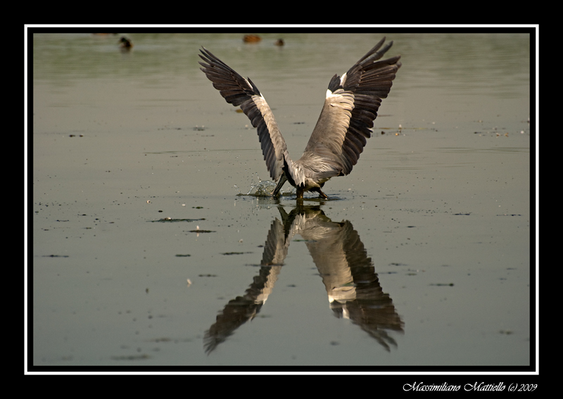 Airone cenerino..in immersione