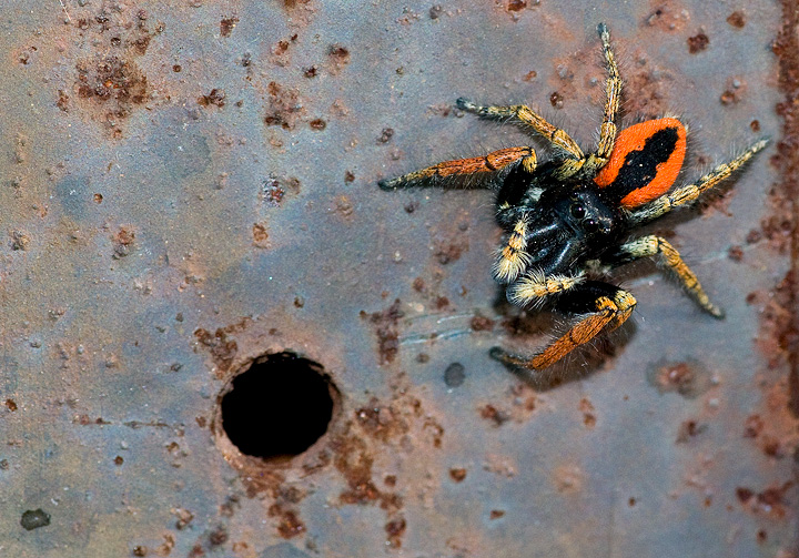 Philaeus Chrysops maschio