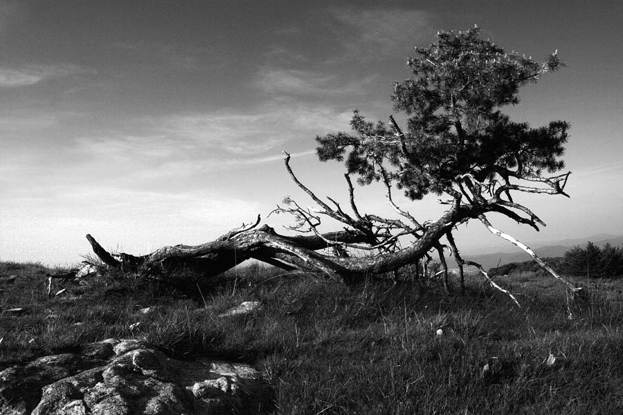 I resti dell'inverno. . . .