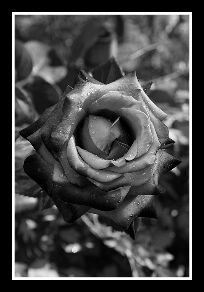 Black Rose