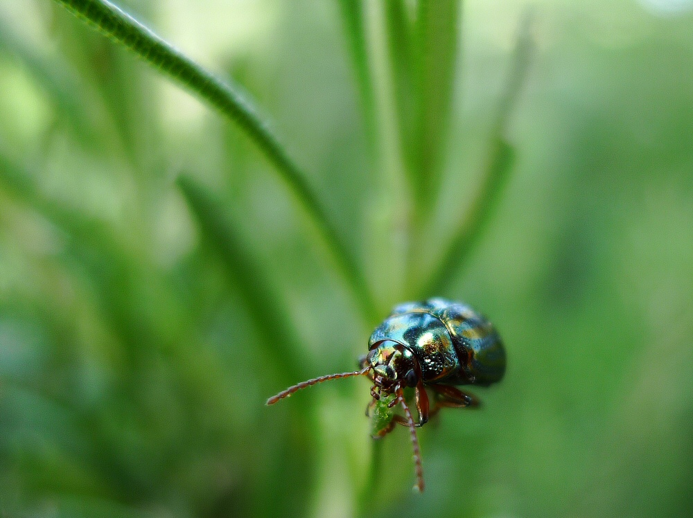 dondolando su di un filo d'erba