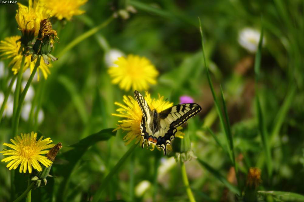 Farfalla - Parco Legnano