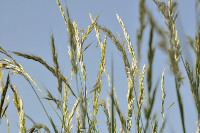 fascio d'erba nell'afa preestiva