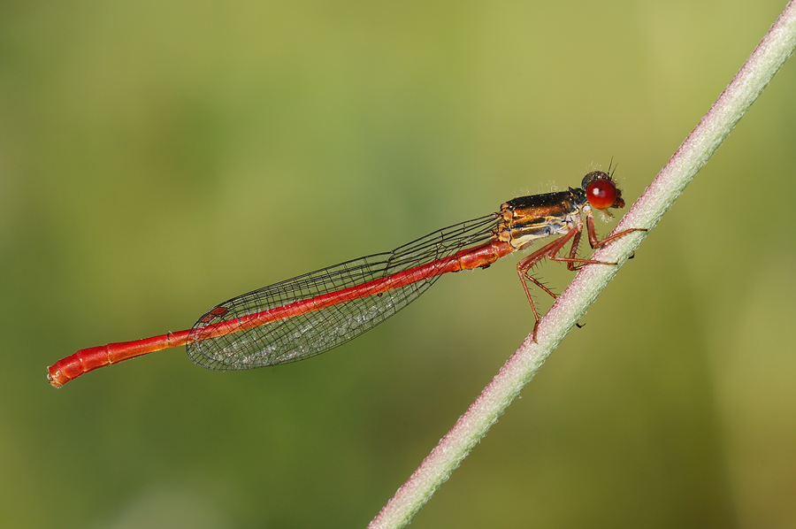 Ceriagrion tenellum