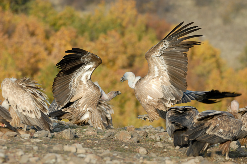 Discussione nel branco