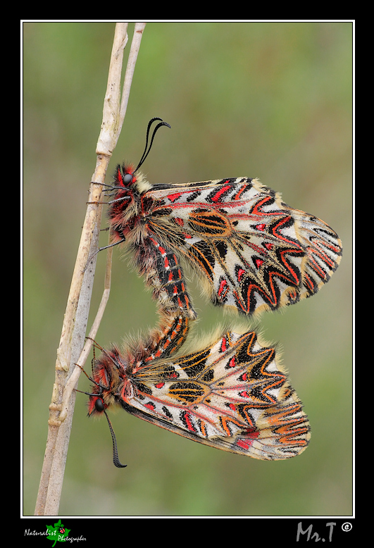 Zerynthia Polyxena in Amore