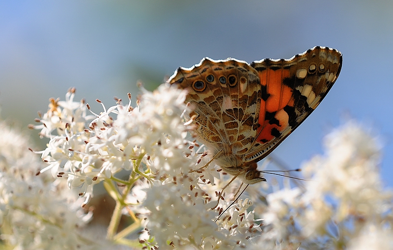 vanessa...sempre lei...