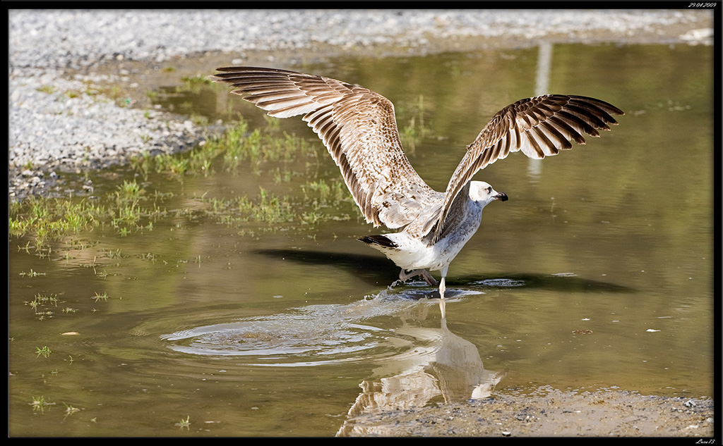 Gabbiano # 9 -pit stop