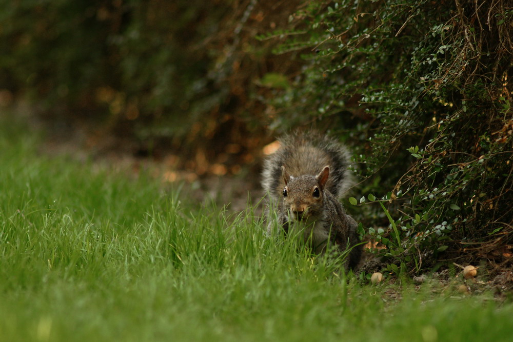 Scoiattolo ambientato