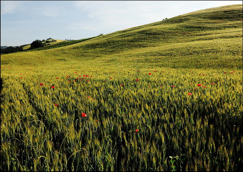Le mie dolci colline