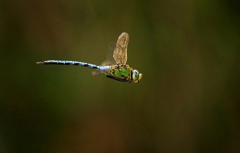 Prima libellula.