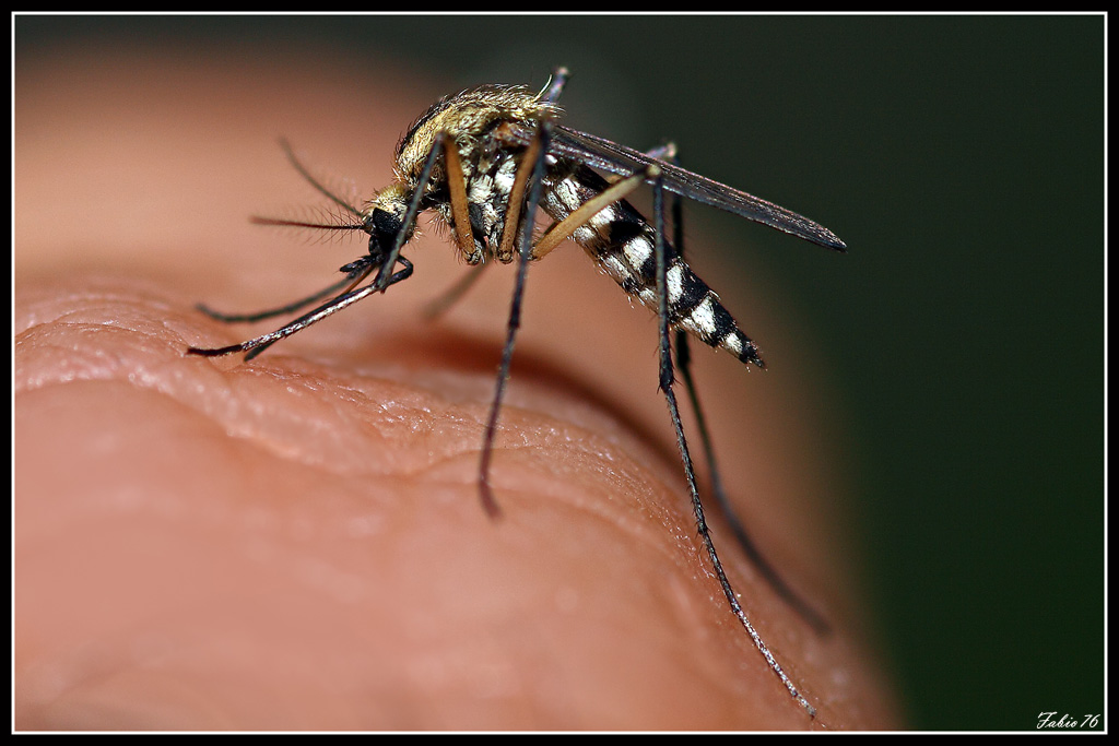 Zanzara tigre
