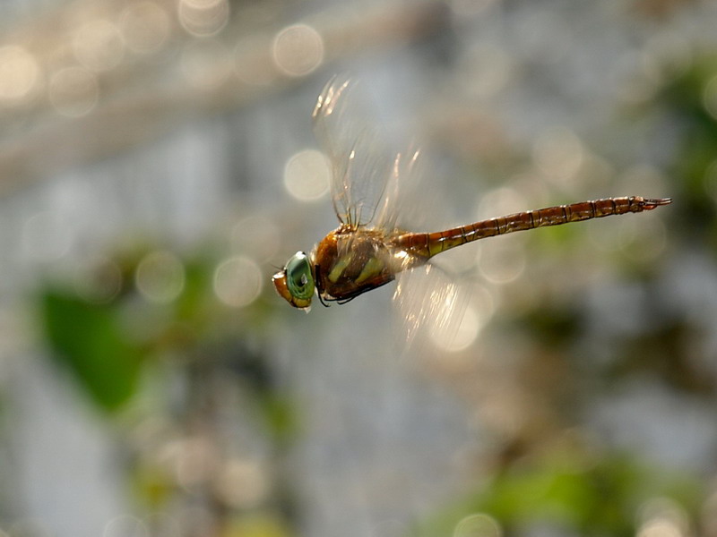 Anax in volo
