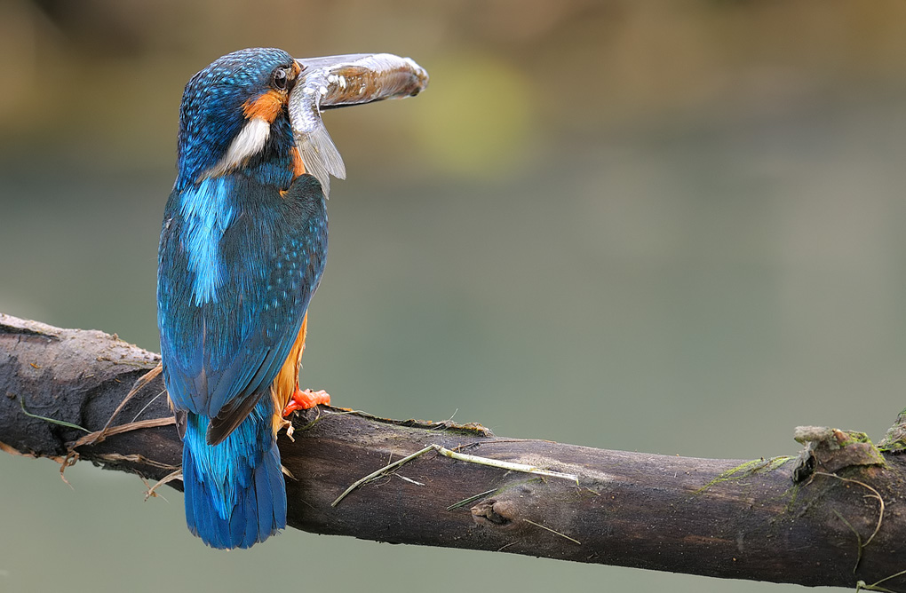 Il mondo visto con un pesce in bocca