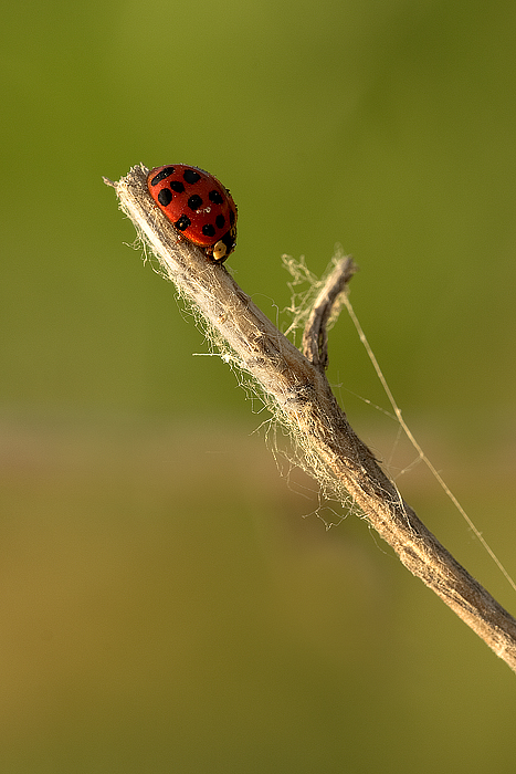 Coccinelloide