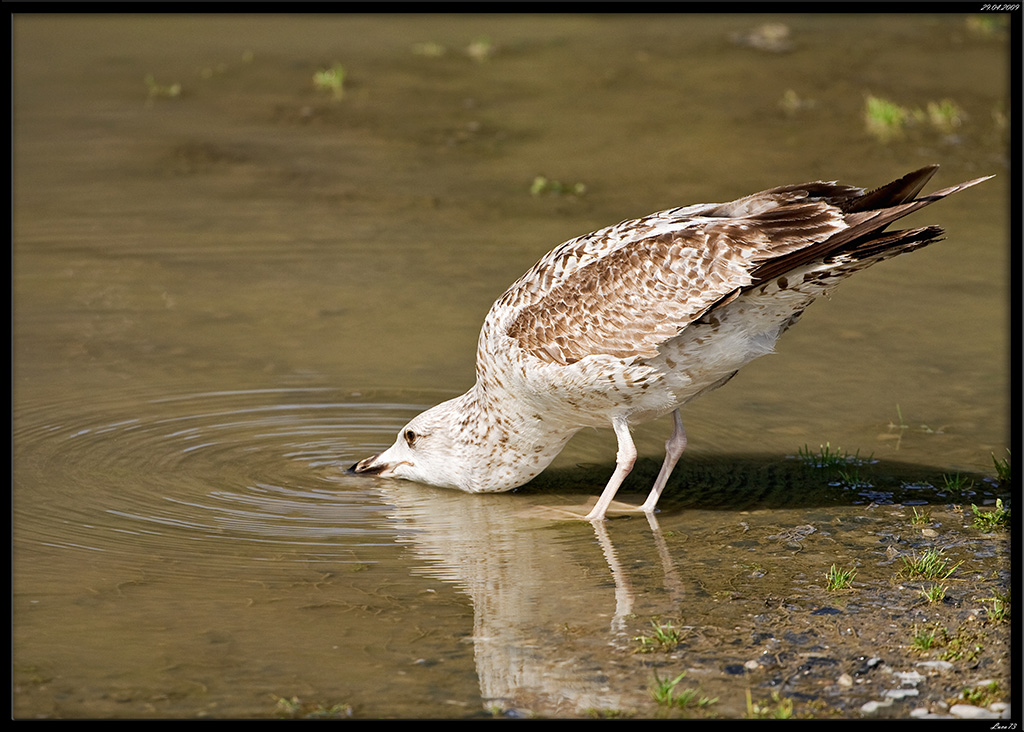 Gabbiano # 10 - pit stop con rifornimento