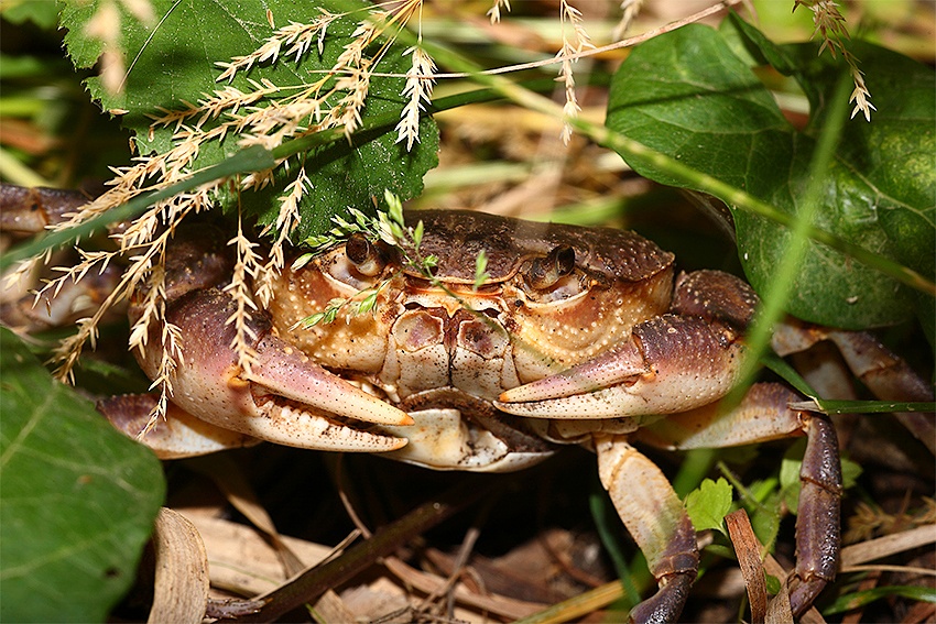 ...Il Granchio...!!!