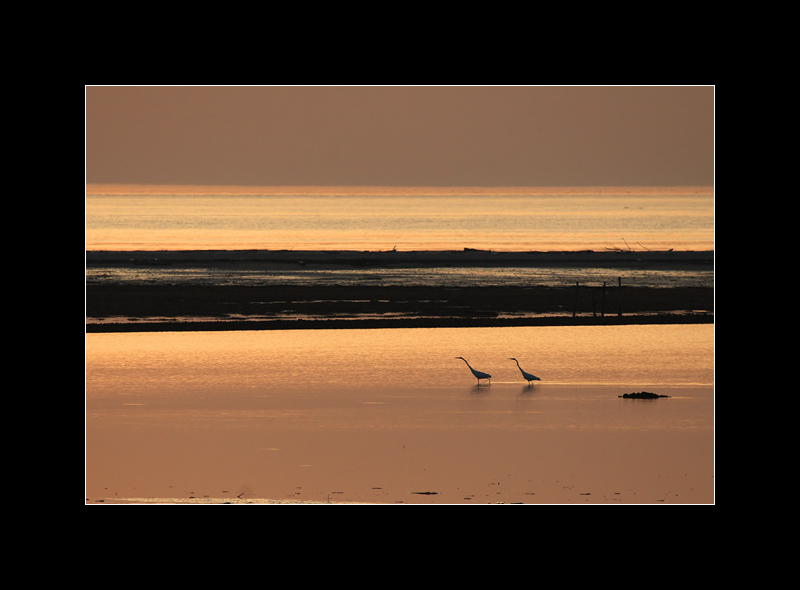 Aironi in marcia all'alba