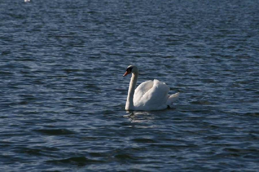 Swan