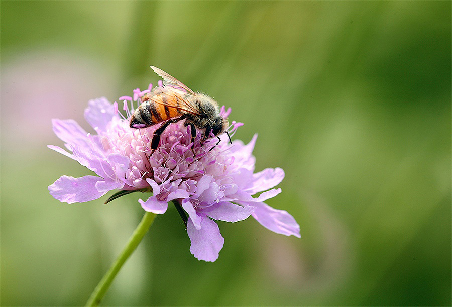 ...Tiro Al Volo...!!!