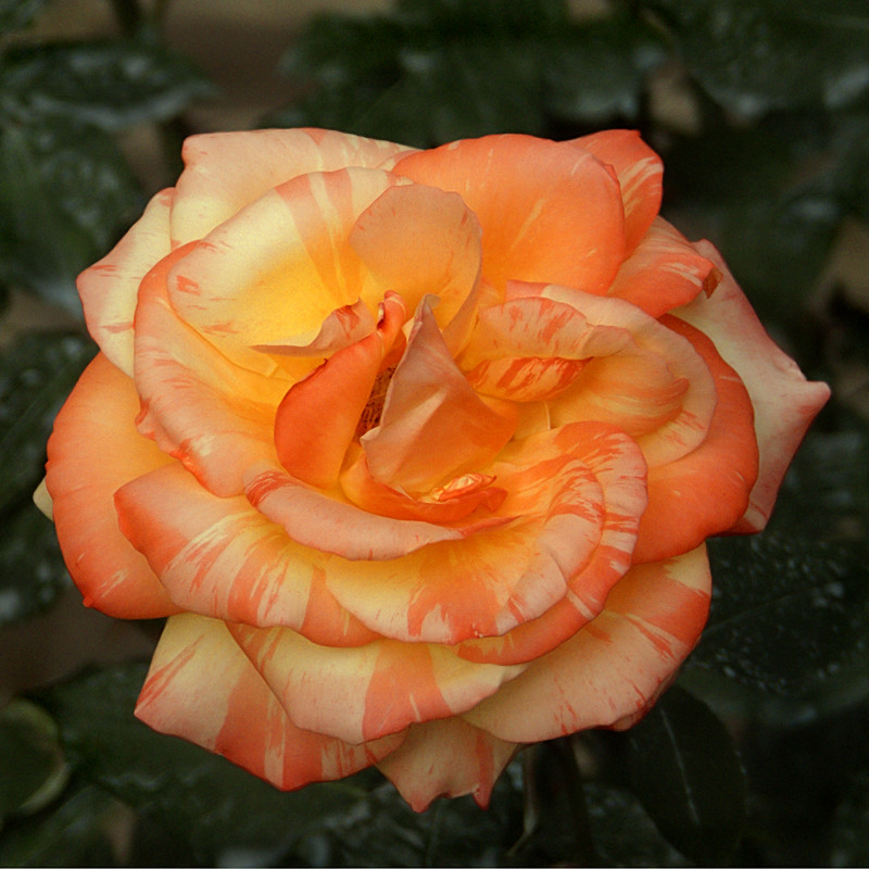 rosa screziata