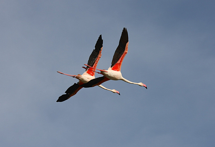 ...VOLO IN COPPIA...