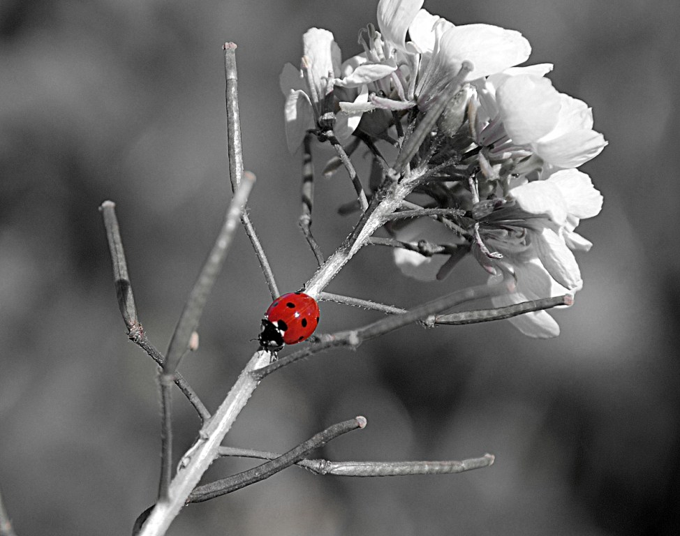 coccinella