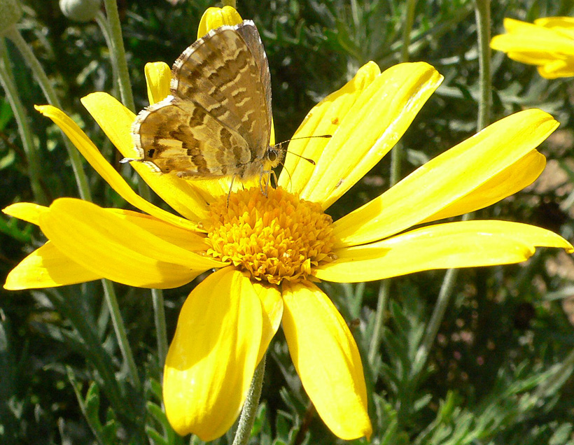 Butterfly in the flower