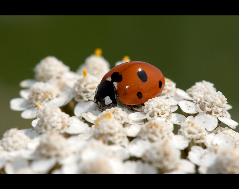 Coccinella