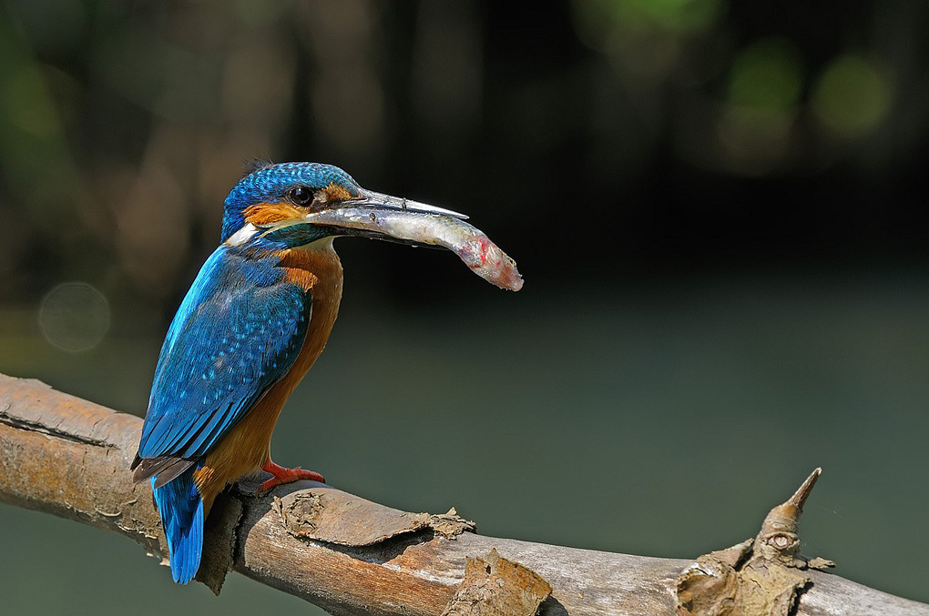Il sangue scorre nel becco del martino