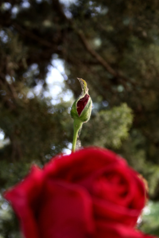 Quello che sar�...