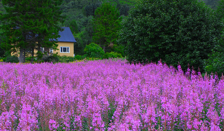...LA CASA NEL BOSCO...