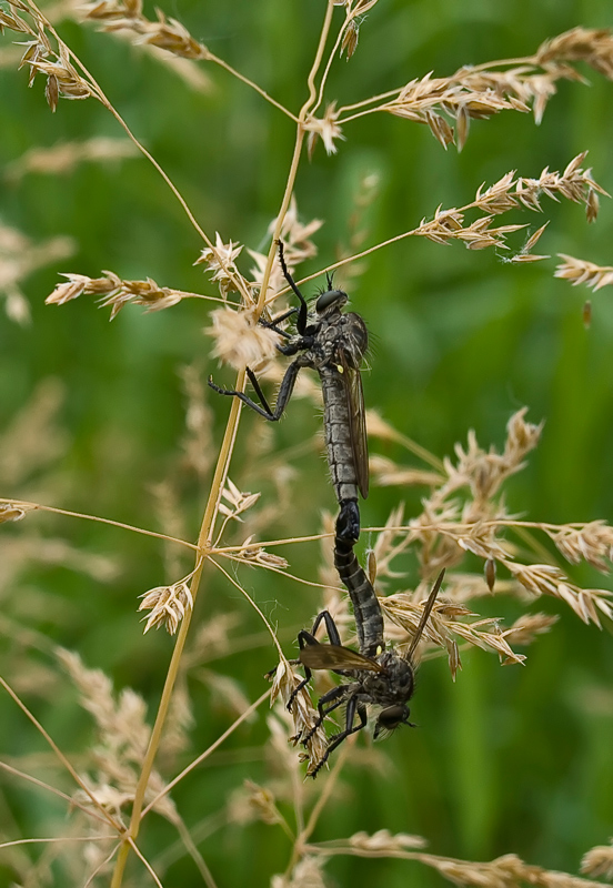 predator.. in accoppiamento
