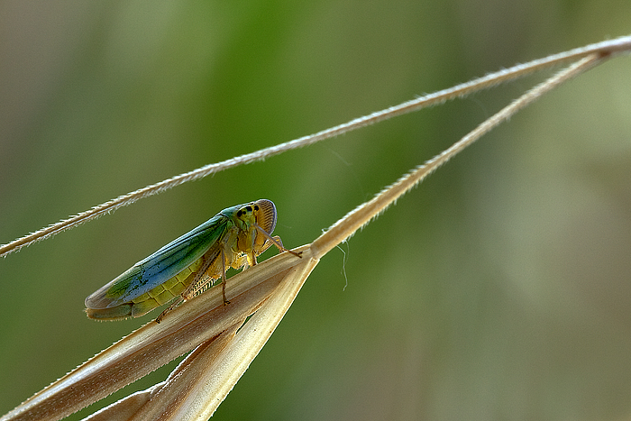 Cicadella