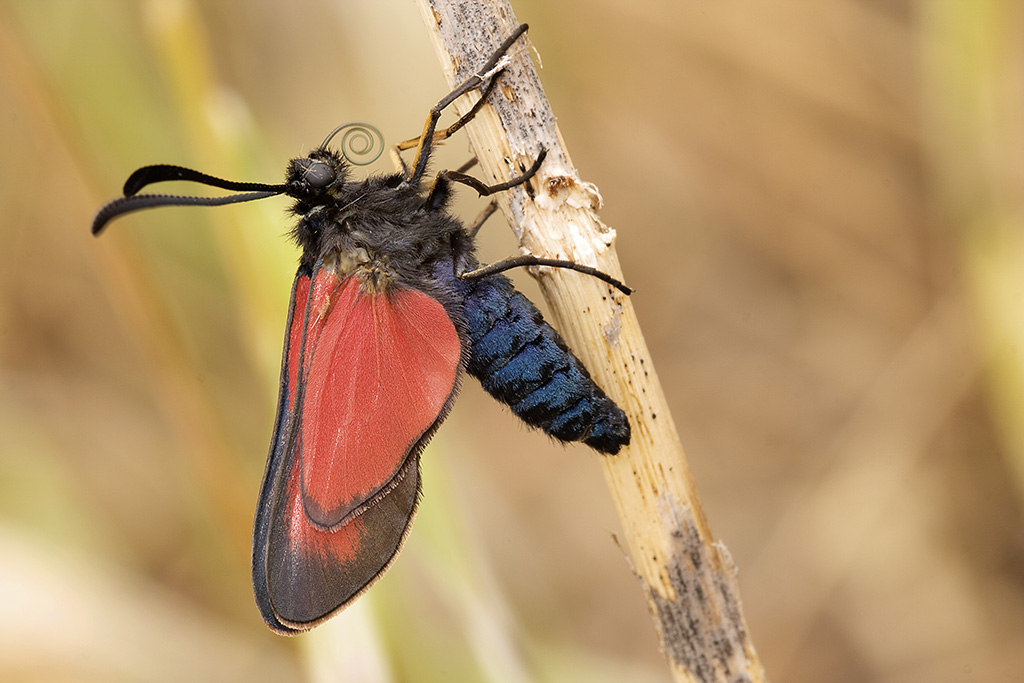 Farfalla della Calvana 2