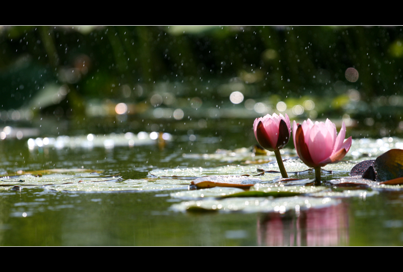 Ninfee sotto la pioggia