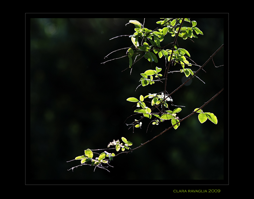 Farfalle... luminose