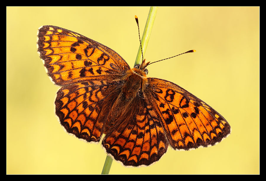 Melitea didyma ad ali aperte