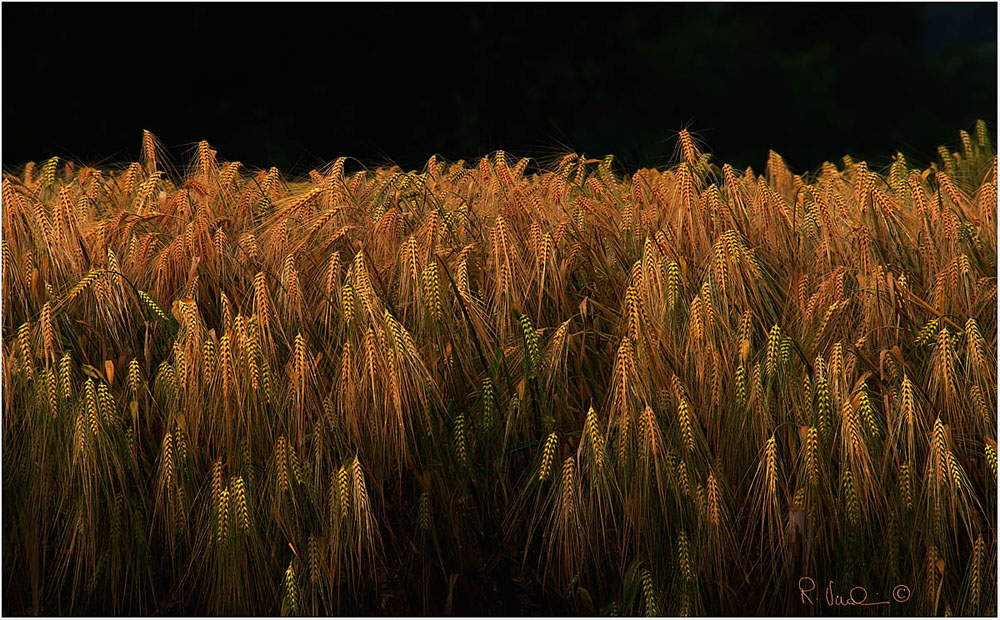 Luci ed ombre... e grano