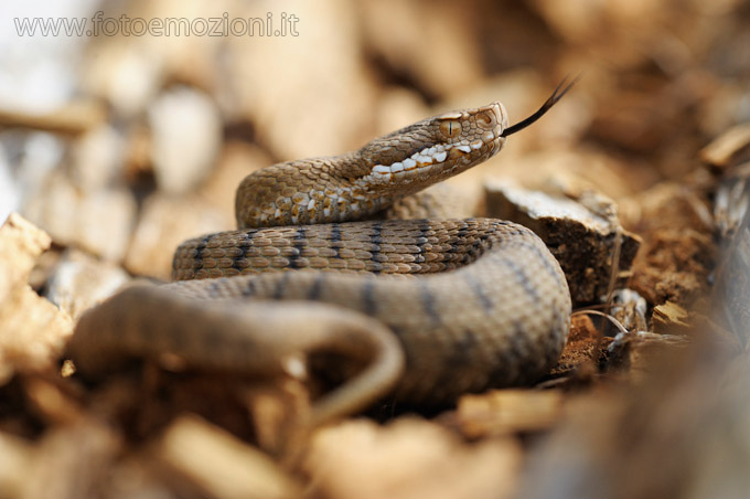 Vipera Aspis