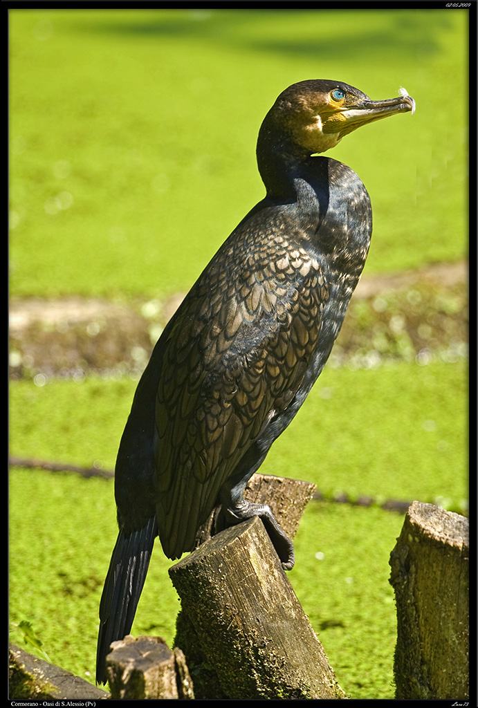 Cormorano # 4