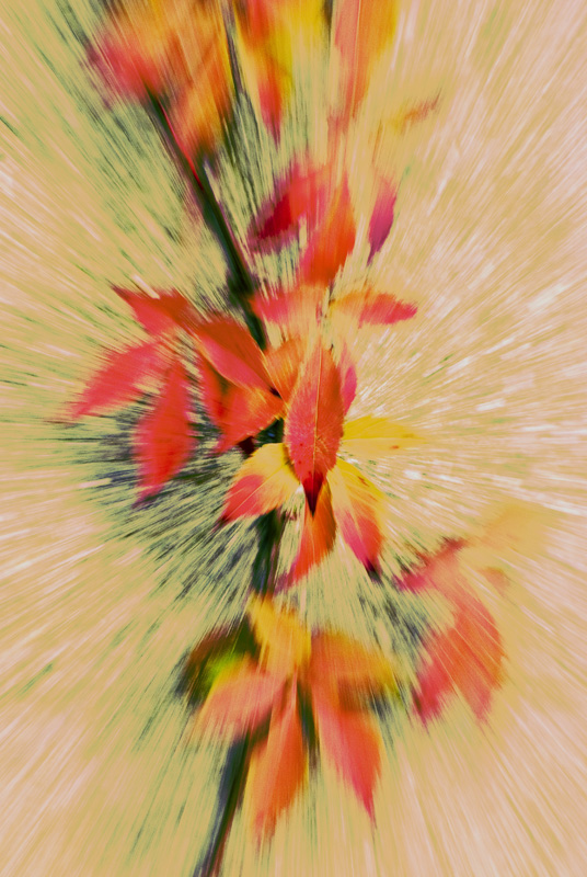 Implosione floreale