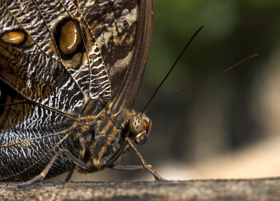 farfa dell'Oasi di S.Alessio
