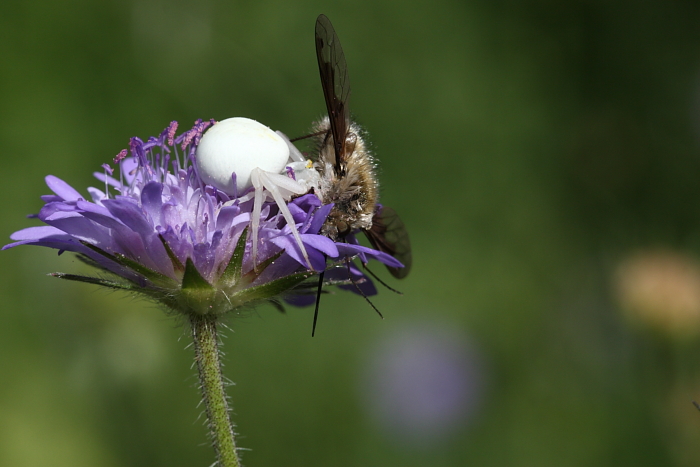cattura diversa angolazione