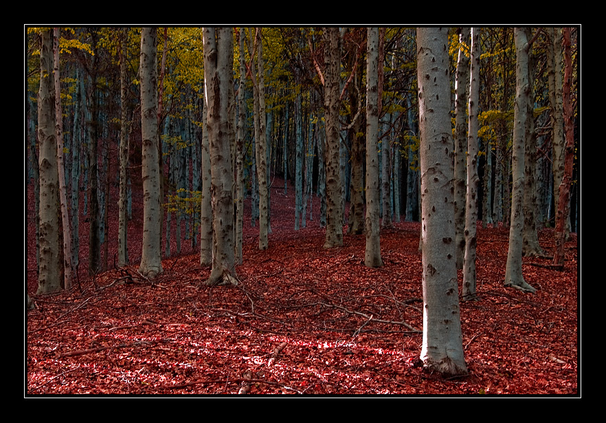 Bosco in un sogno a colori